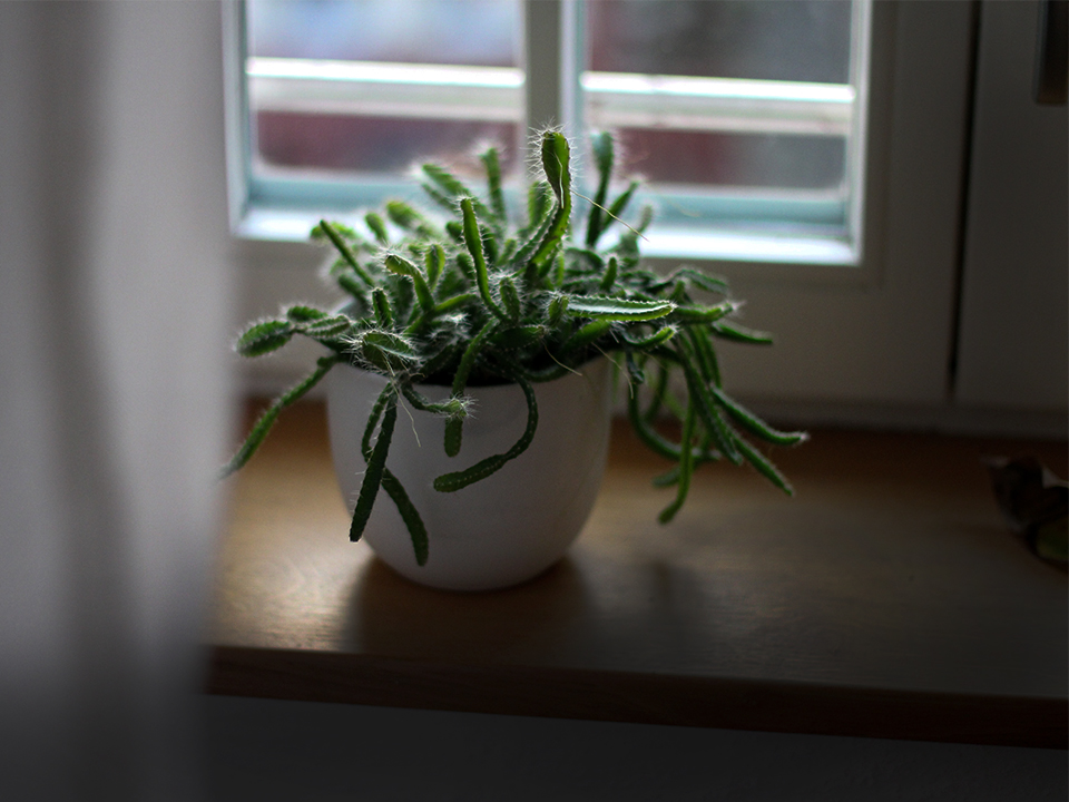 commercial window film for the fear that the film will block the sunlight, especially if there are indoor plants in your space. But will window tinting kill your indoor plants?